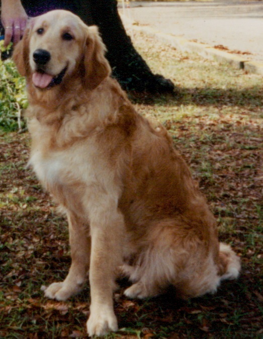 golden retriever shelters near me