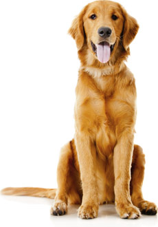 What are some benefits of rescuing a golden retriever?