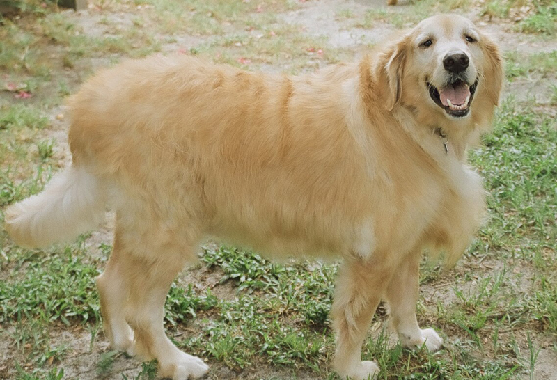 Average Weight Of Golden Retriever Chart