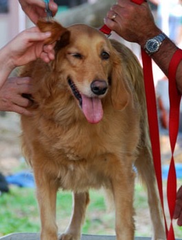 do golden retrievers have a double coat