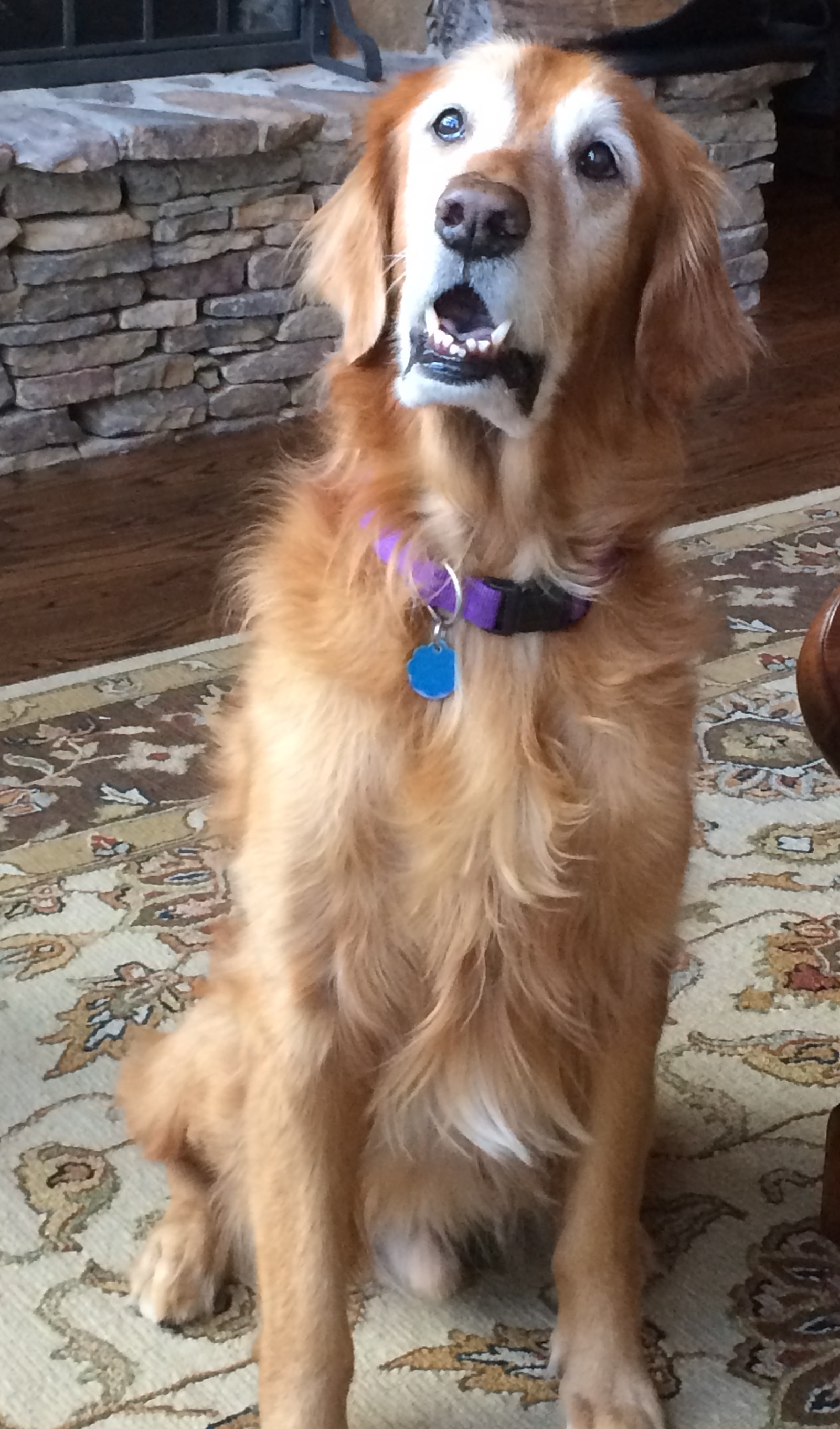 senior golden retriever rescue