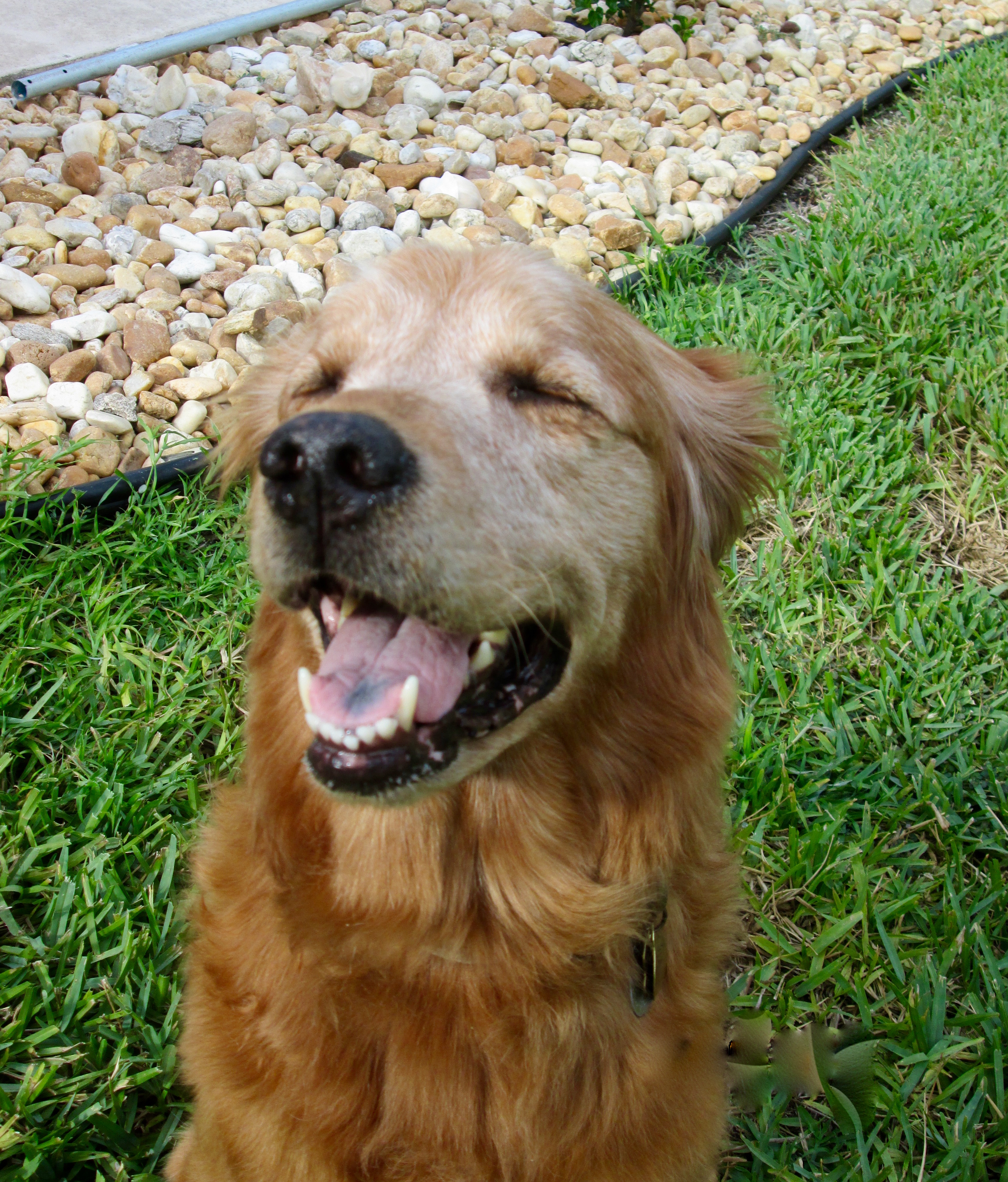 golden retriever rescue of mid florida aspen 3254 golden retriever rescue of mid florida golden retriever rescue of mid florida aspen 3254 golden retriever rescue of mid florida