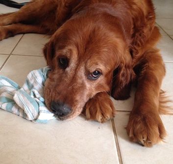everglades golden retriever club golden hearts golden retriever rescue breeds picture everglades golden retriever club golden hearts golden retriever rescue breeds picture