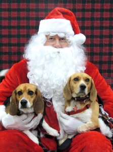 Santa with Beagles