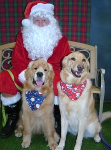 2 goldens with santa
