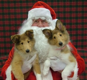 Santa with collie pups