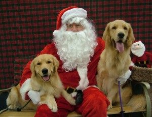Santa with goldens