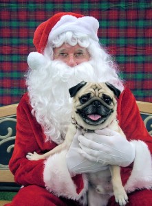 Cooper a pug with santa