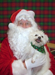 Luna a Westie with Santa