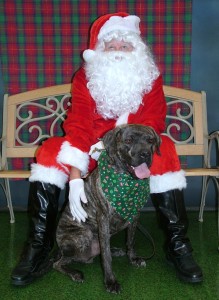 Roscoe a just rescued mastiff/lab with santa