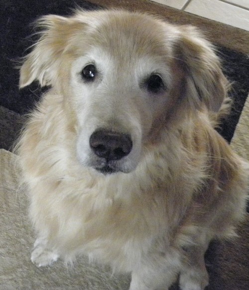 senior golden retriever rescue