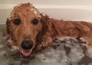 shaved retriever