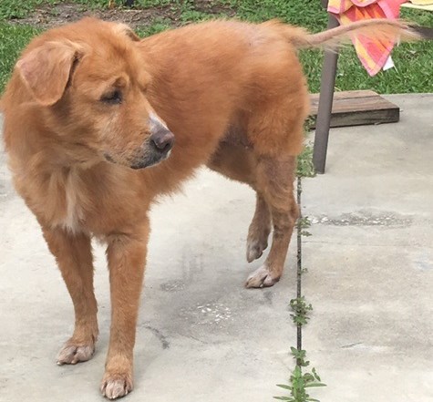 golden retriever rescue mid florida dottie 3345 golden retriever rescue of mid florida golden retriever rescue mid florida dottie 3345 golden retriever rescue of mid florida
