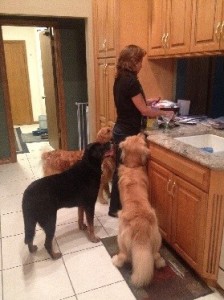 golden boys watching mom in kitchen
