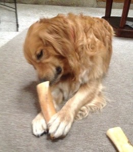 golden boy chewing on bone