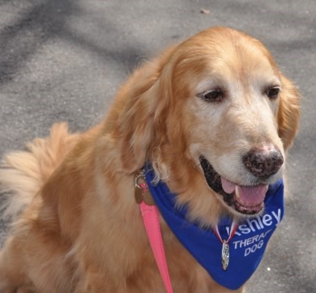 are golden retrievers good emotional support dogs