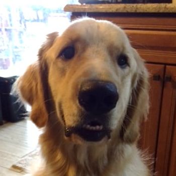 summit golden retrievers safety harness for 350 lbs get free image about wiring diagram summit golden retrievers safety harness for 350 lbs get free image about wiring diagram