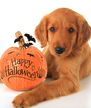 happy halloween with dogs