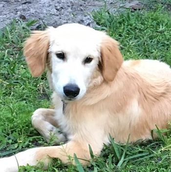 6 month golden retriever weight eli nat 3467 golden retriever rescue of mid florida 6 month golden retriever weight eli nat 3467 golden retriever rescue of mid florida