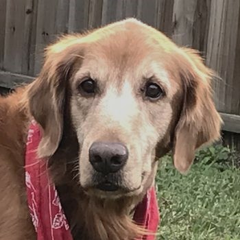 mid florida golden retriever club golden retriever rescue of mid florida inc autos post mid florida golden retriever club golden retriever rescue of mid florida inc autos post