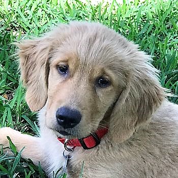 golden retriever rescue in florida golden retriever rescue volusia county florida photo golden retriever rescue in florida golden retriever rescue volusia county florida photo