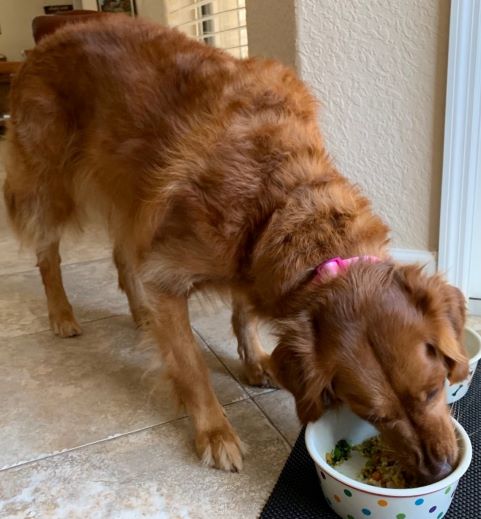 Golden Retriever Rescue 