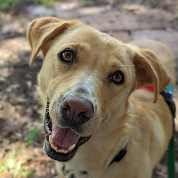 Barbie Jen 4073 Golden Retriever Rescue of Mid Florida