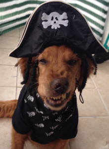 golden dressed as pirate
