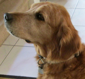 side view of the face of a golden looking up