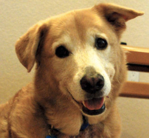 face of cute golden mix