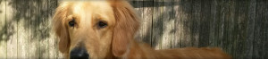 golden in front of a fence