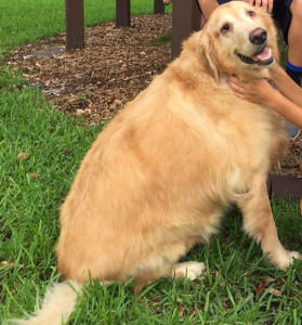 overweight golden sitting