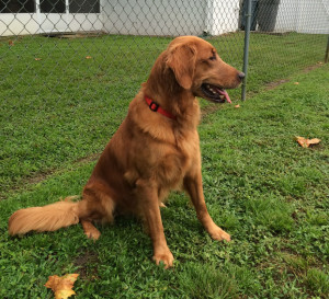 side view of golden b chain fence