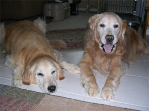 two senior goldens looking at you