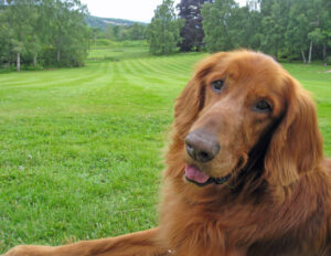 Golden in Grassy Field