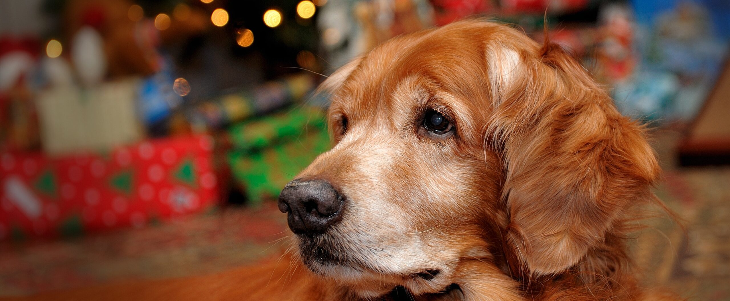 golden with Christmas lights in background