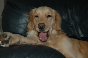 young golden yawning on couch