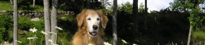 senior golden in wooded area with flowers