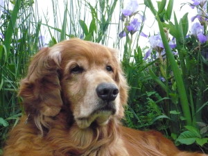 senior golden in purple flowers