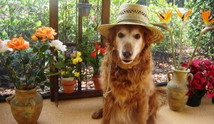 senior golden wearing straw hat