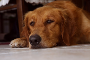 face of a golden laying down