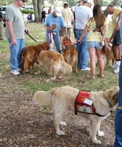 goldens mingling