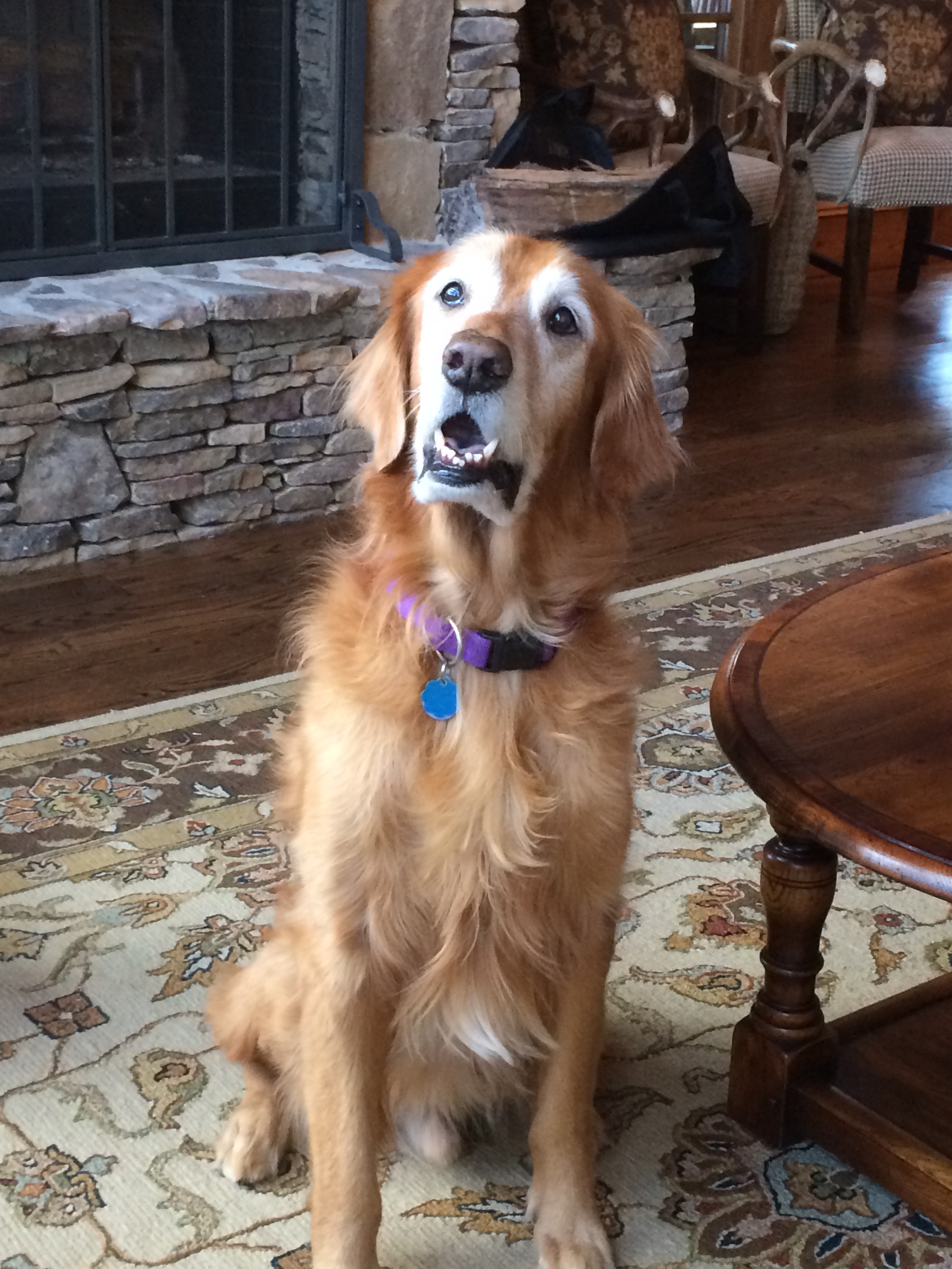 KC 15 year young golden