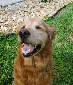 senior golden named Annie