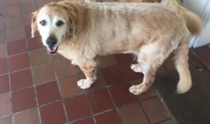 senior golden named Lucky