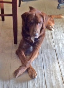 Brown dog Taylor with paws crossed