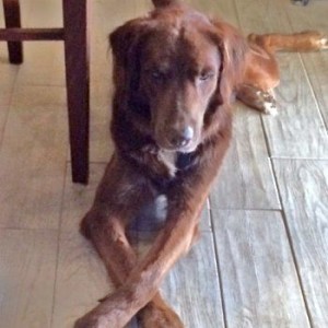 Taylor with paws crossed