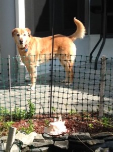 photo of Ginger