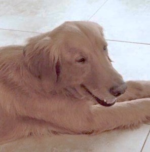 photo of Doozer