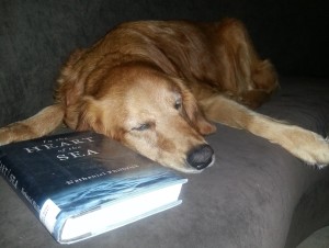 golden with head on a book